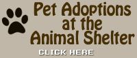 Animal-Shelter